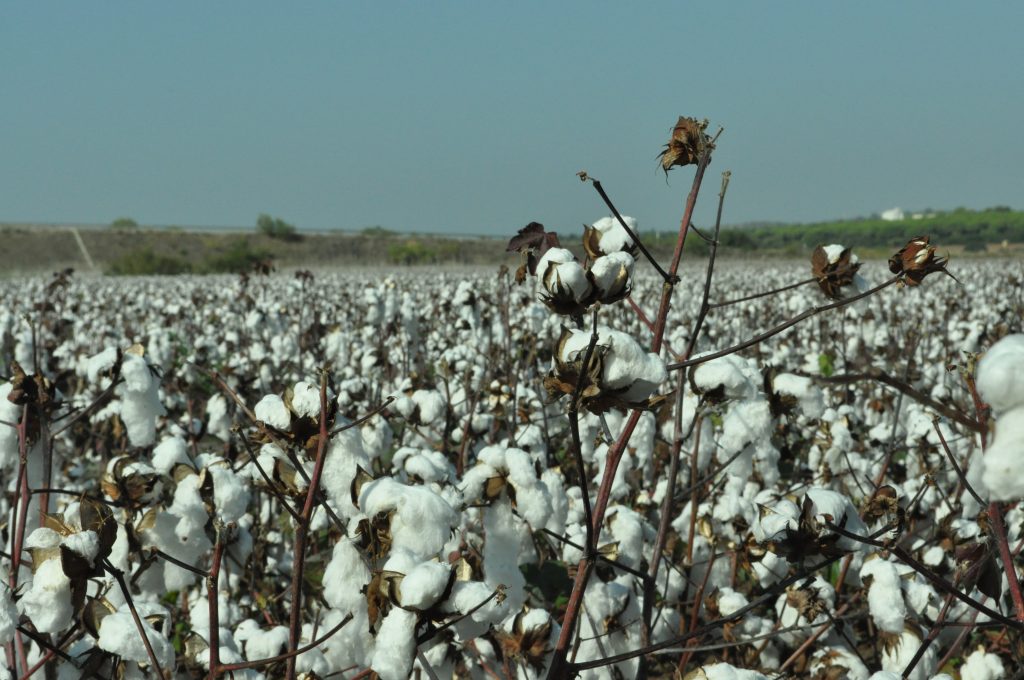 Imagen RESOLUCIÓN AUTORIZACIÓN EXCEPCIONAL TIDIAZURON DEFOLIANTE ALGODÓN