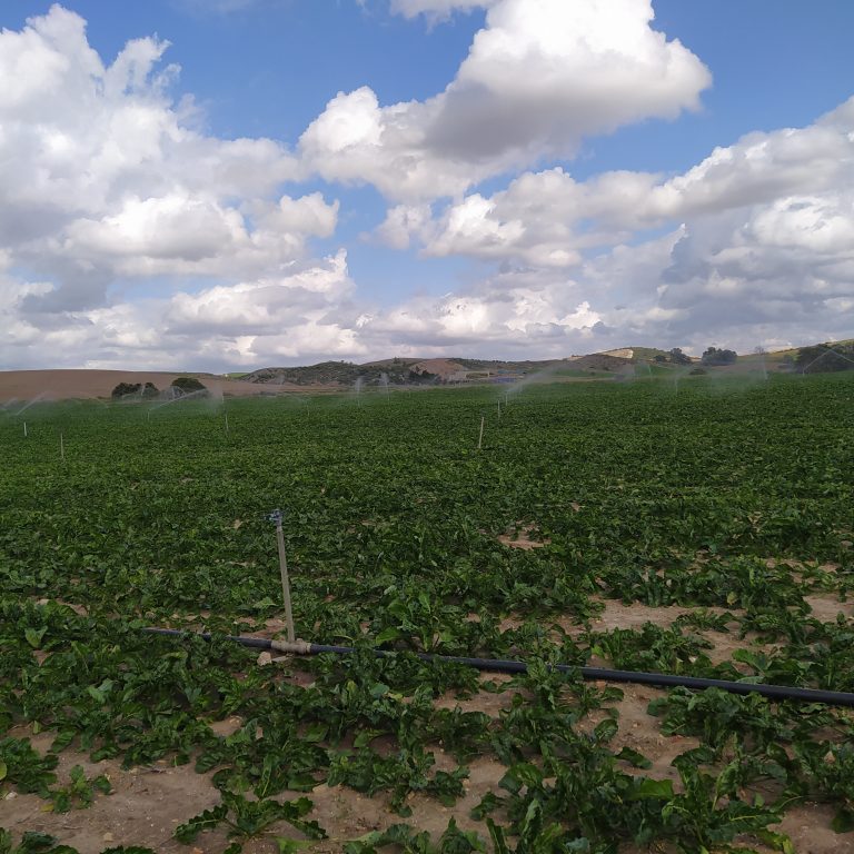 PRÁCTICAS RECOMENDADAS, PROHIBIDAS, OBLIGATORIAS EN PRODUCCIÓN INTEGRADA