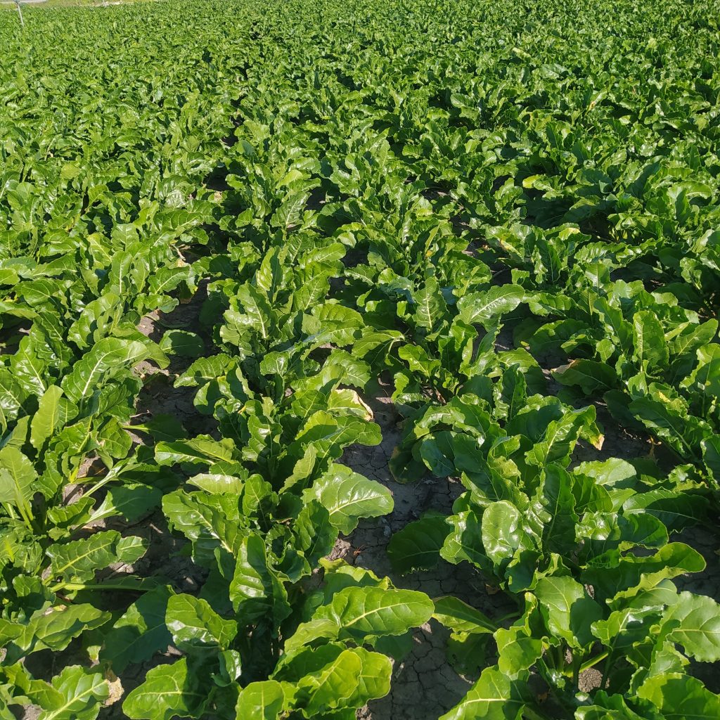 Imagen ESTADO FENOLÓGICO CULTIVO