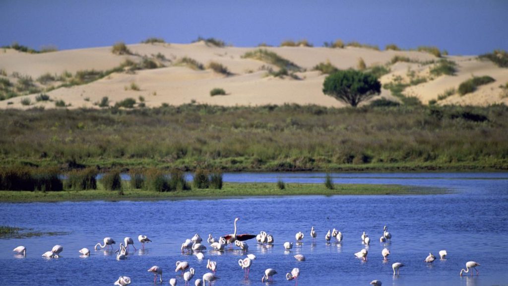 Imagen INCLUSIÓN DE CINCO NUEVOS HUMEDALES ANDALUCES EN EL INVENTARIO ESPAÑOL DE ZONAS HÚMEDAS