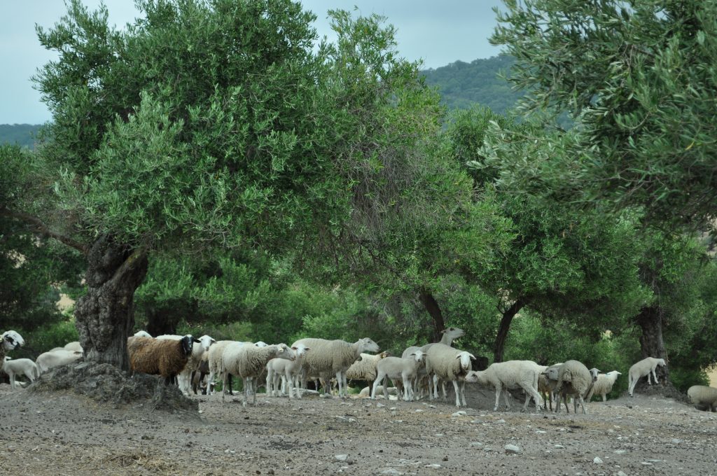 Imagen AYUDAS ASOCIADAS GANADERAS: IMPORTES UNITARIOS DEFINITIVOS CAMPAÑA 2022