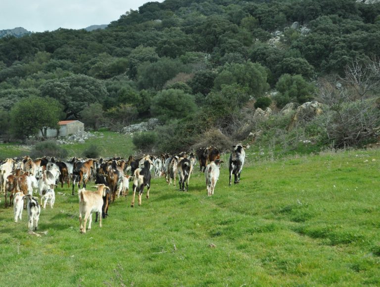 SUBVENCIÓN ANTE LA VIRUELA OVINA Y CAPRINA