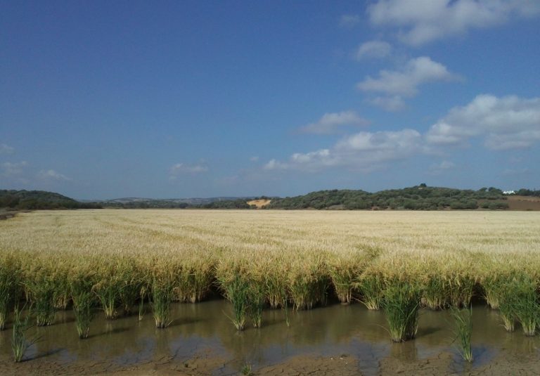 AGRICULTURA