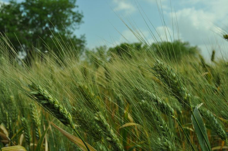 AGRICULTURA