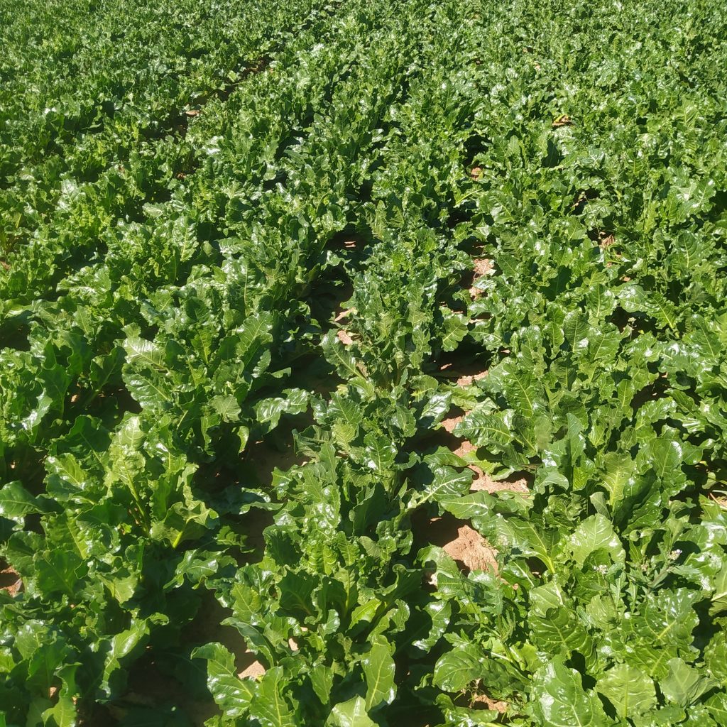 Imagen ESTADO FENOLÓGICO CULTIVO