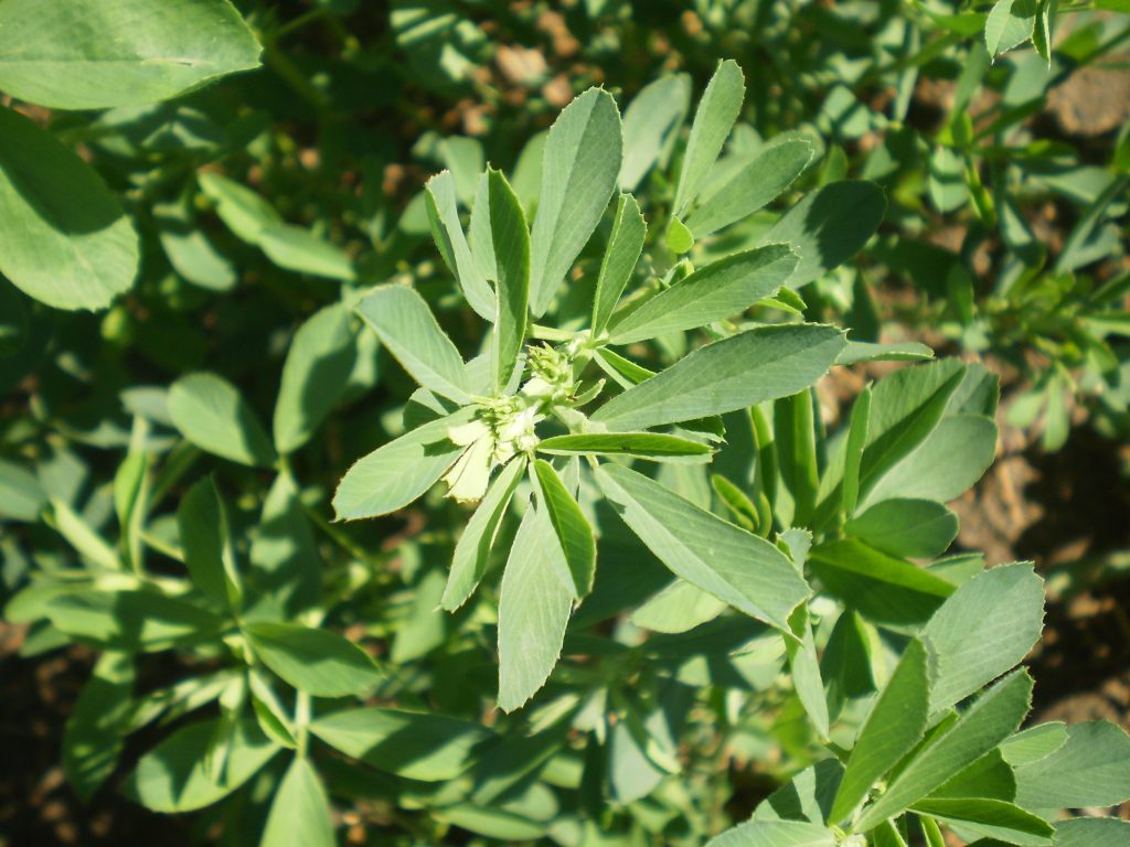 Imagen PENALIZACIONES EN LAS INTERVENCIONES DE LA POLÍTICA AGRÍCOLA COMÚN