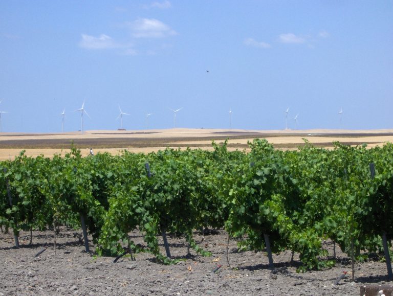 POTENCIAL DE PRODUCCIÓN VITÍCOLA, DECLARACIÓN DE COSECHA Y DOCUMENTOS DE ACOMPAÑAMIENTO