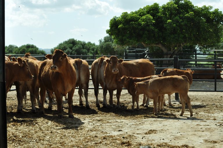 NUEVAS INSTALACIONES DE MATADEROS EN LA PROVINCIA DE CÁDIZ