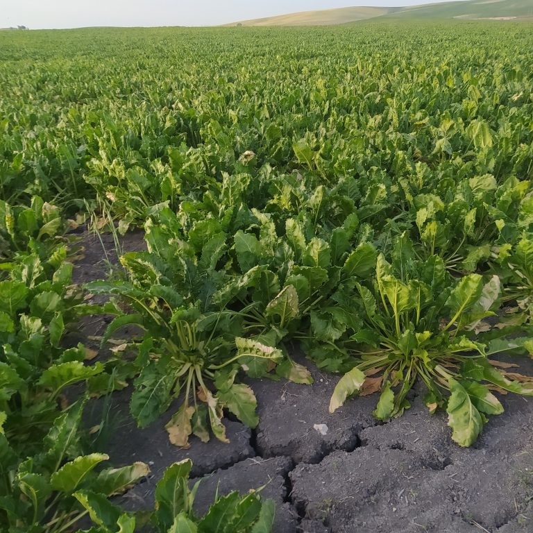 ESTADO FENOLÓGICO CULTIVO