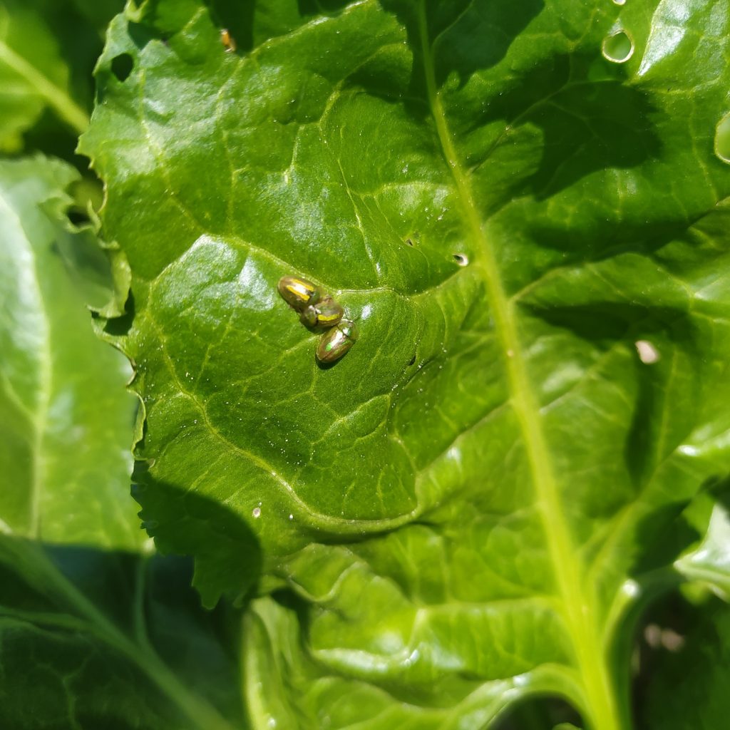 Imagen INCIDENCIAS: PLAGAS Y ENFERMEDADES