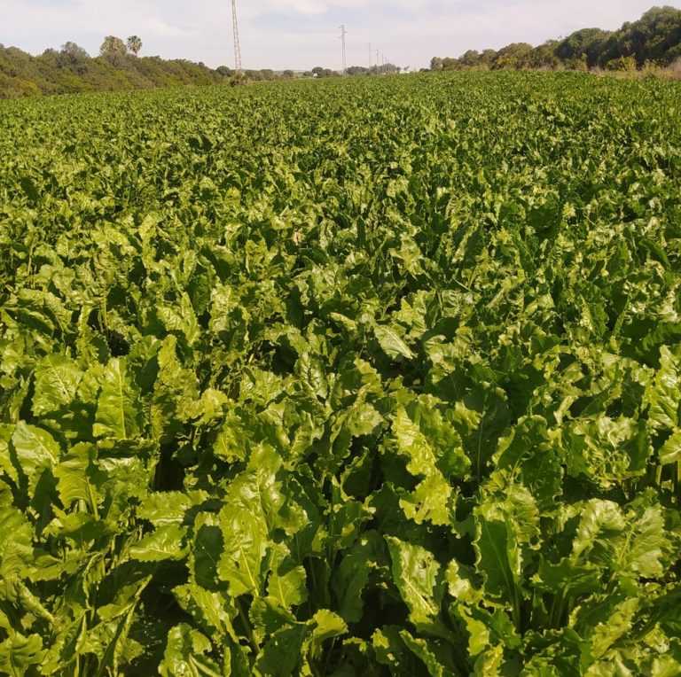 ESTADO FENOLÓGICO CULTIVO