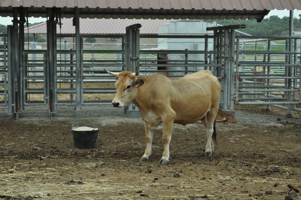 Imagen SE APRUEBAN BASES REGULADORAS PARA LA CONCESIÓN DE SUBVENCIONES PARA EL APOYO DE NUEVAS INSTALACIONES DE MATADEROS EN CÁDIZ