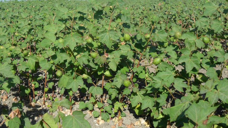 PAGO ESPECÍFICO AL CULTIVO DEL ALGODÓN 2022