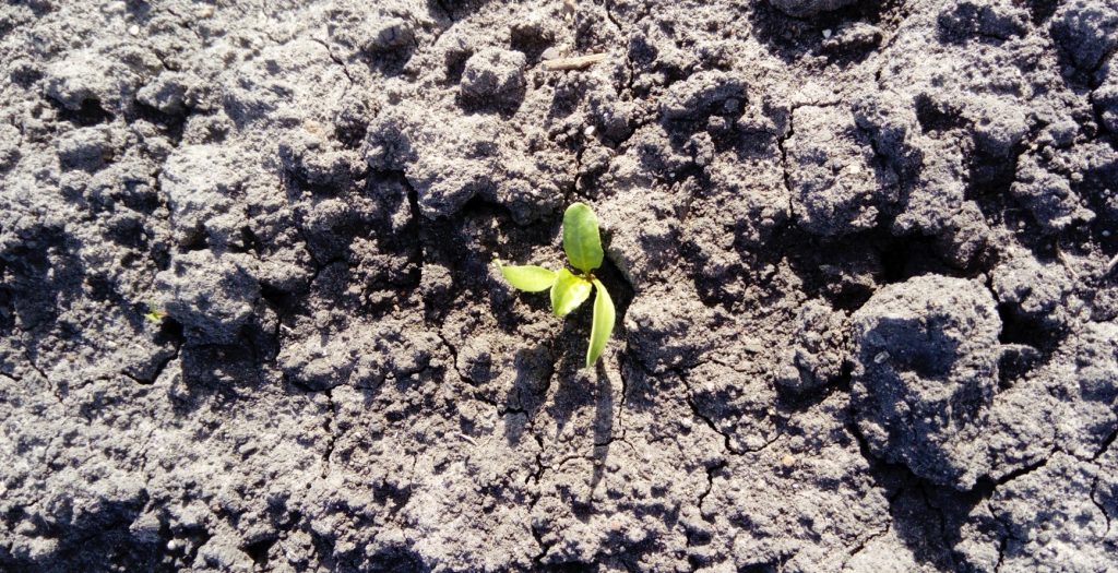 Imagen MEDIDAS EXCEPCIONALES CAMPAÑA PAC 2023 DEBIDO A LA SITUACIÓN DE SEQUÍA