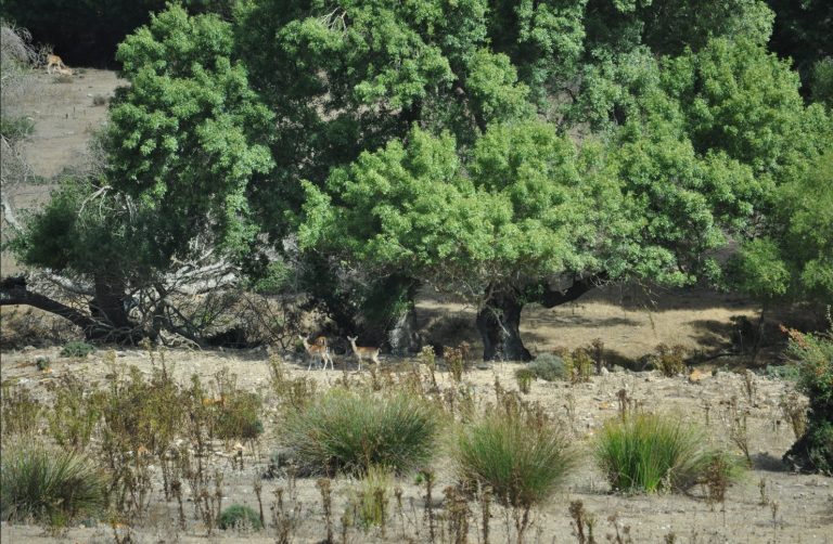 ÍNDICE OFICIAL DE RIESGO DE INCENDIOS FORESTALES PARA ANDALUCÍA