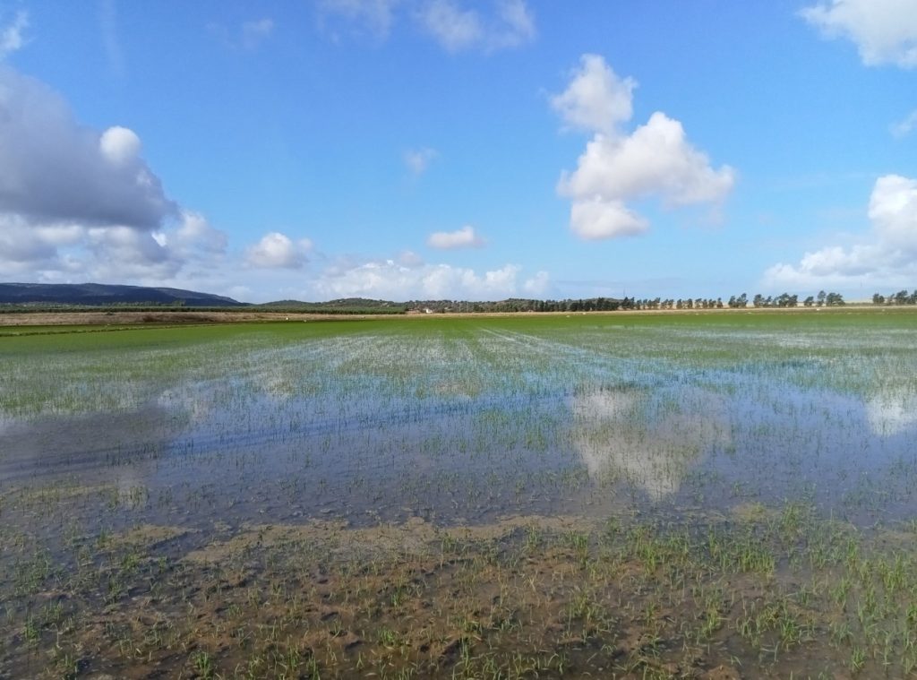 Imagen ESTADO FENOLÓGICO DEL CULTIVO