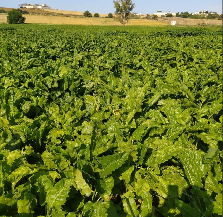 ESTADO FENOLÓGICO CULTIVO