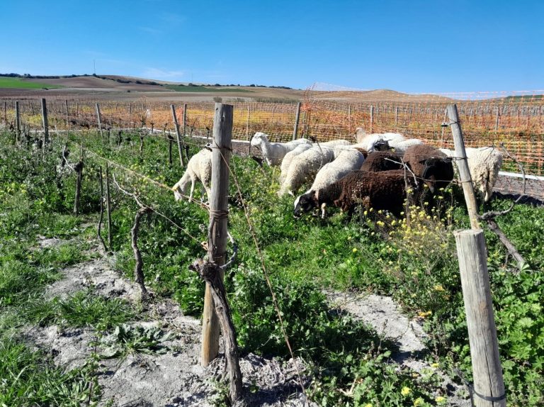 EL GRUPO OPERATIVO SUELOS VIVOS INTRODUCE GANADO OVINO EN LAS PARCELAS DE ENSAYO