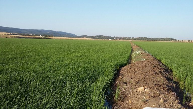 ESTADO FENOLÓGICO DEL CULTIVO