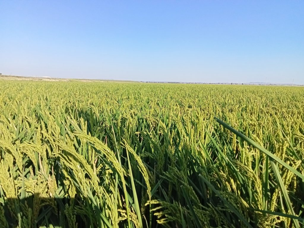 Imagen ESTADO FENOLÓGICO DEL CULTIVO