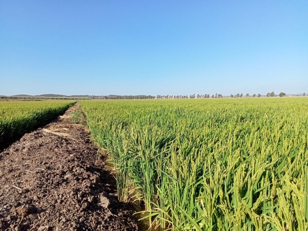 Imagen MATERIAS ACTIVAS Y AUTORIZACIONES EXCEPCIONALES