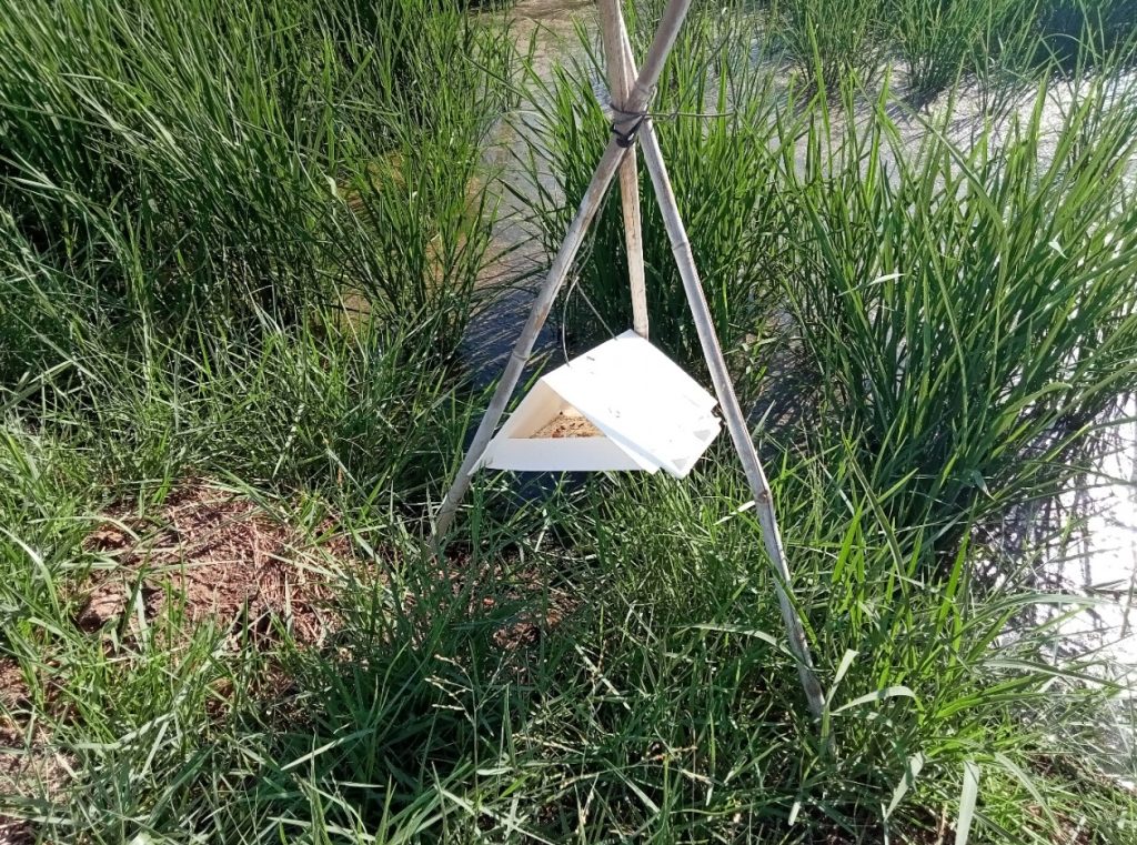 Imagen INCIDENCIAS: PLAGAS Y ENFERMEDADES