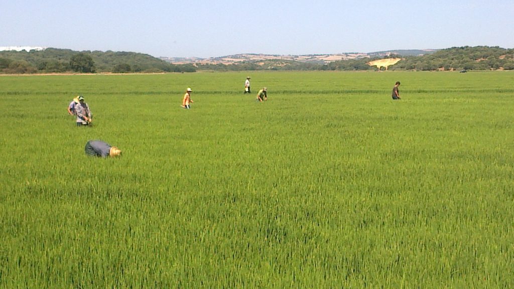 Imagen SEGURO DE EXPLOTACIONES DE CULTIVOS HERBACEOS EXTENSIVOS