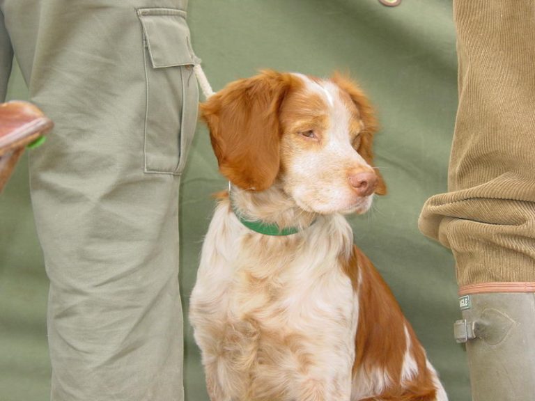 PERROS DE CAZA: ENTRADA EN VIGOR DE LA LEY 7/2003 DE PROTECCIÓN DE LOS DERECHOS Y EL BIENESTAR DE LOS ANIMALES