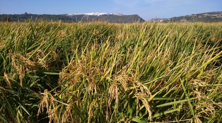 AGRICULTURA