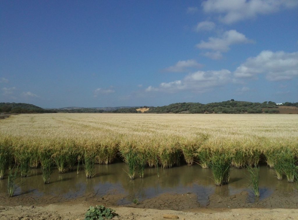 Imagen TRATAMIENTOS RECOMENDADOS