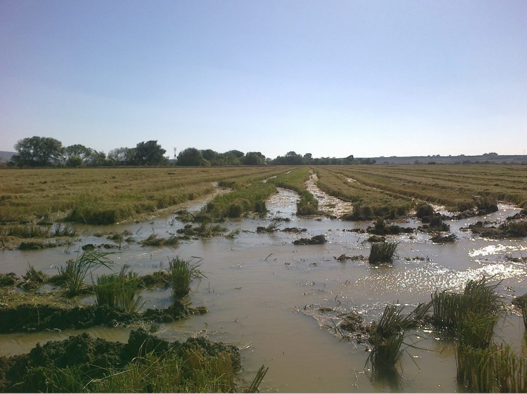 Imagen PRÁCTICAS RECOMENDADAS, PROHIBIDAS, OBLIGATORIAS EN PRODUCCIÓN INTEGRADA