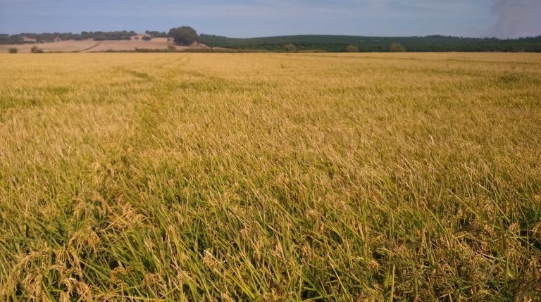 ESTADO FENOLÓGICO DEL CULTIVO