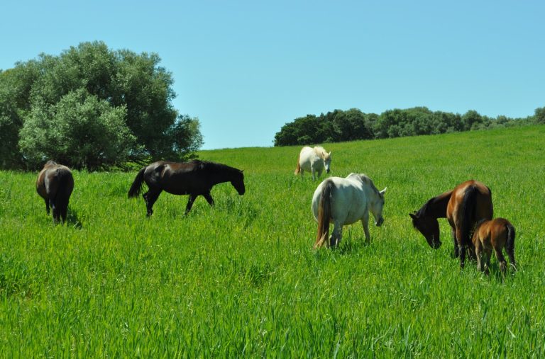 PUBLICADO NUEVO REAL DECRETO CON LOS REQUISTOS DE IDENTIFICACIÓN Y REGISTRO DE ANIMALES