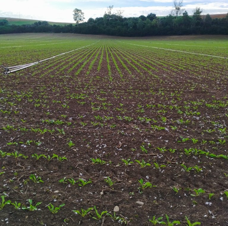 ESTADO FENOLÓGICO CULTIVO