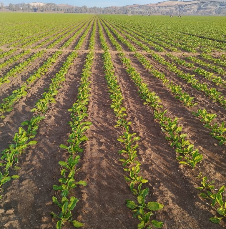ESTADO FENOLÓGICO CULTIVO