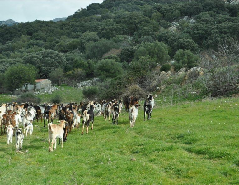 AYUDAS 2024 A ZONAS DE MONTAÑA, LIMITACIONES NATURALES Y LIMITACIONES ESPECÍFICAS