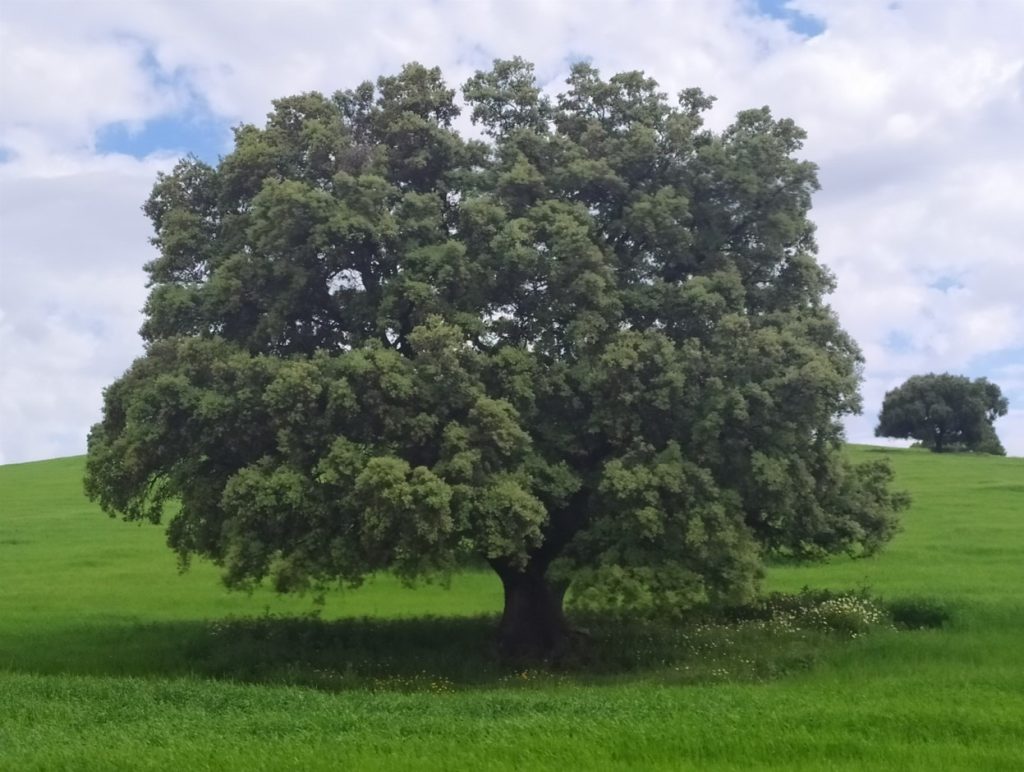 Imagen RESUMEN DECRETO-LEY ANDALUZ SIMPLIFICACIÓN ADMINISTRATIVA