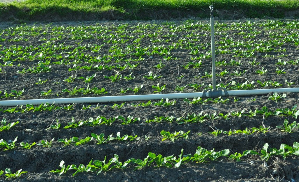 Imagen LIMITACIONES POR SEQUÍA A LA TRANSFORMACIÓN DE ZONAS DE SECANO A REGADÍO