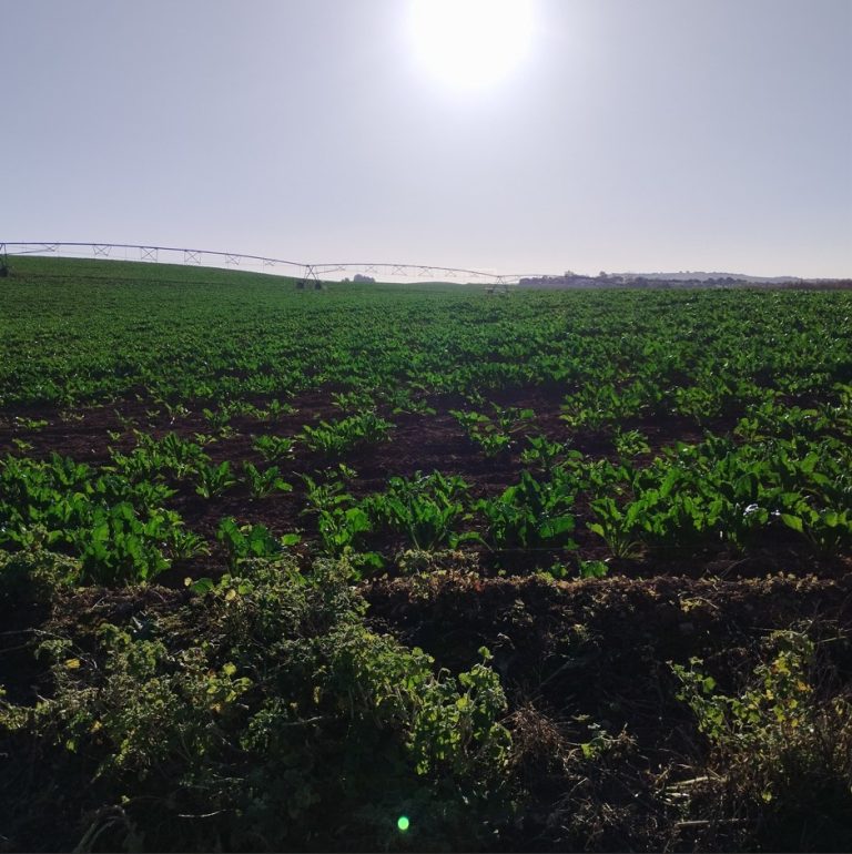 ESTADO FENOLÓGICO CULTIVO