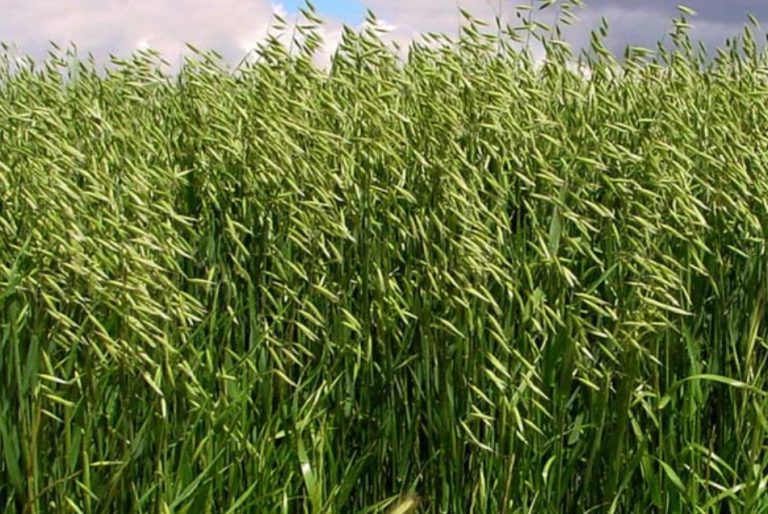 AGRICULTURA