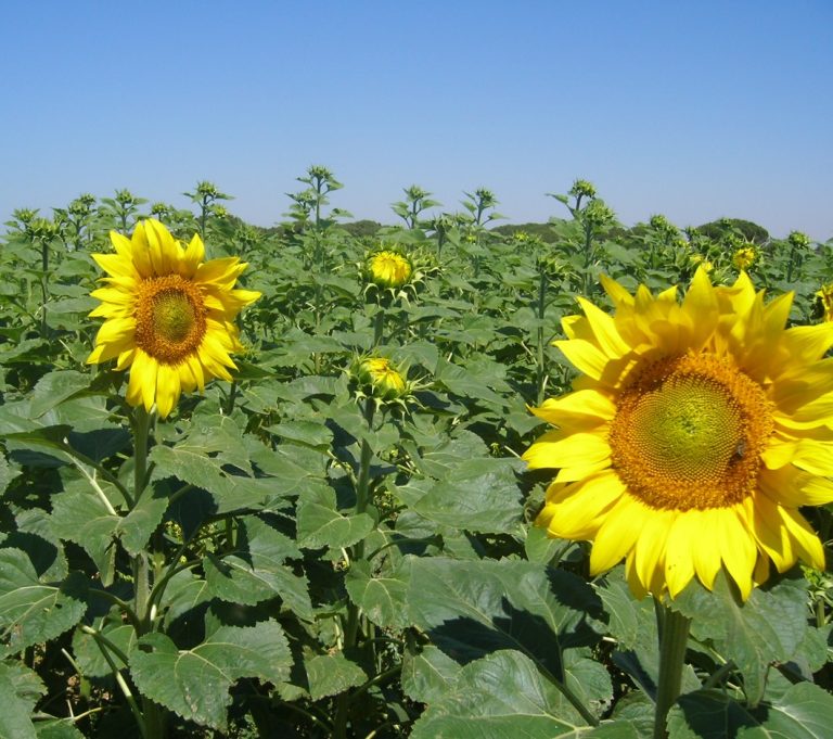 AGRICULTURA