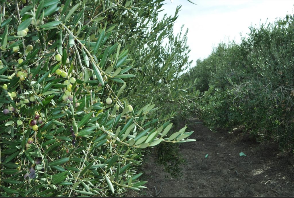 Imagen AMPLIACIÓN SOLICITUD PAC 2024 HASTA EL 31 DE MAYO