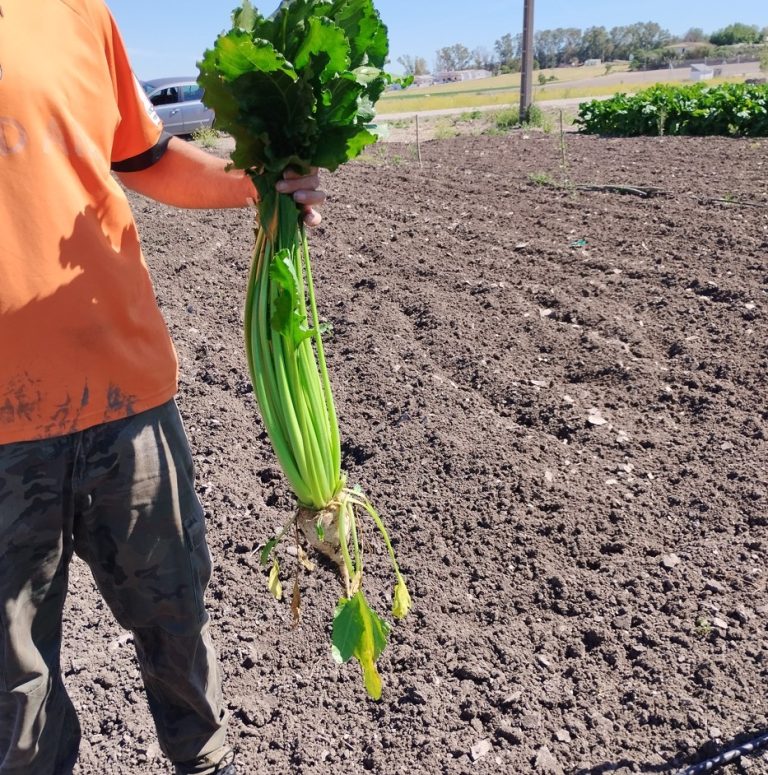 ESTADO FENOLÓGICO CULTIVO