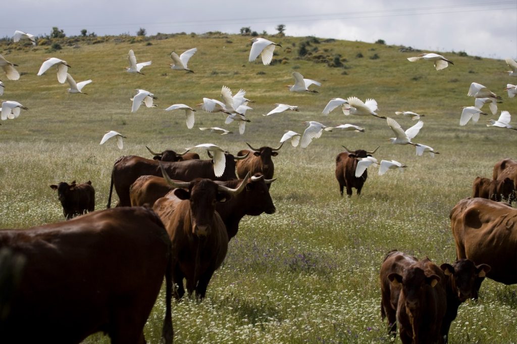 Imagen SOMETIDA A INFORMACIÓN PÚBLICA LA PRIMERA ESTRATEGIA ANDALUZA DE LA GANADERÍA EXTENSIVA