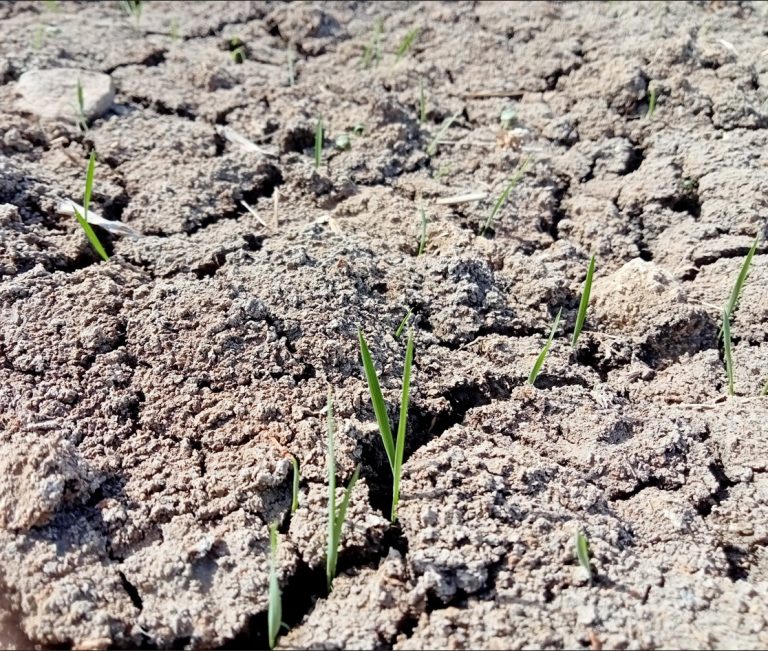 ESTADO FENOLÓGICO DEL CULTIVO
