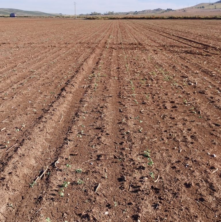 ESTADO FENOLÓGICO CULTIVO