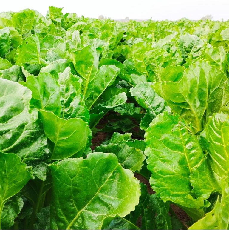 ESTADO FENOLÓGICO CULTIVO