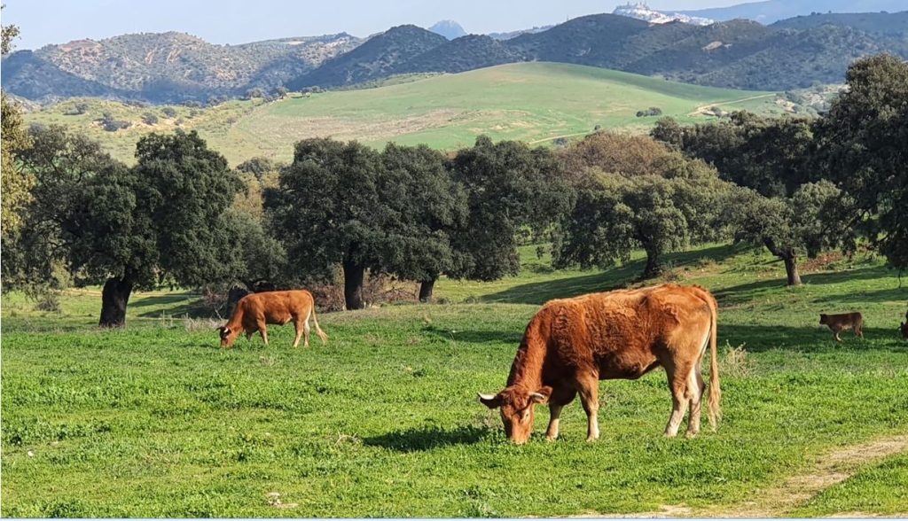 Imagen VETERINARIO DE EXPLOTACIÓN Y PLAN SANITARIO INTEGRAL