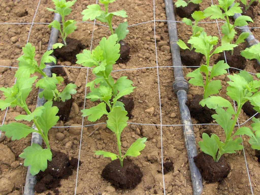 Imagen AYUDAS A LAS EXPLOTACIONES INVERNADAS DE FLOR CORTADA, PLANTA DE VIVERO Y ORNAMENTAL, AFECTADAS POR LA BORRASCA BERNARD