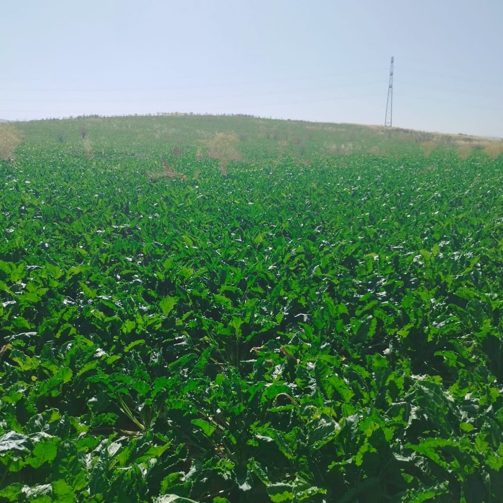 Imagen PRÁCTICAS RECOMENDADAS, PROHIBIDAS, OBLIGATORIAS EN PRODUCCIÓN INTEGRADA